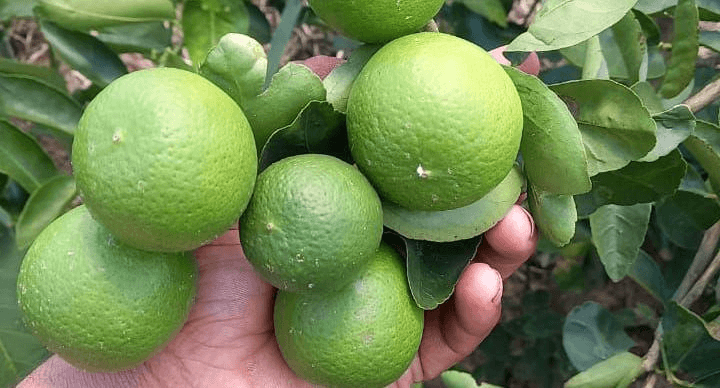 Bio-Zitronen aus Paraguay